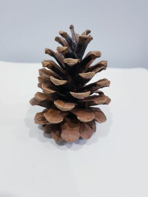 Szyszki dekoracyjne