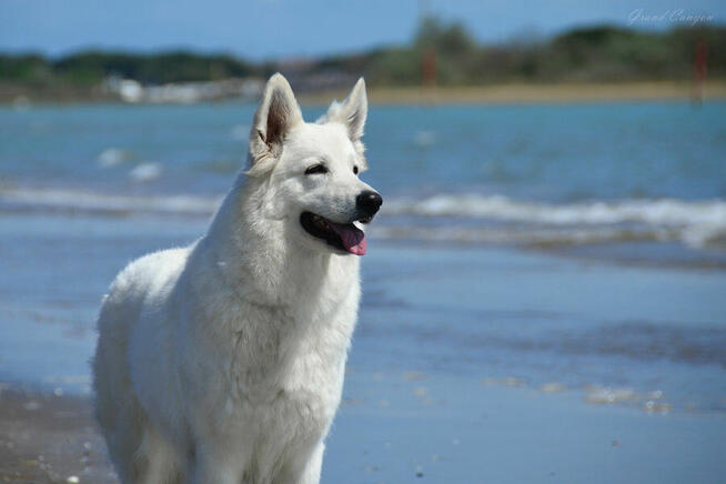 Biały Owczarek Szwajcarski