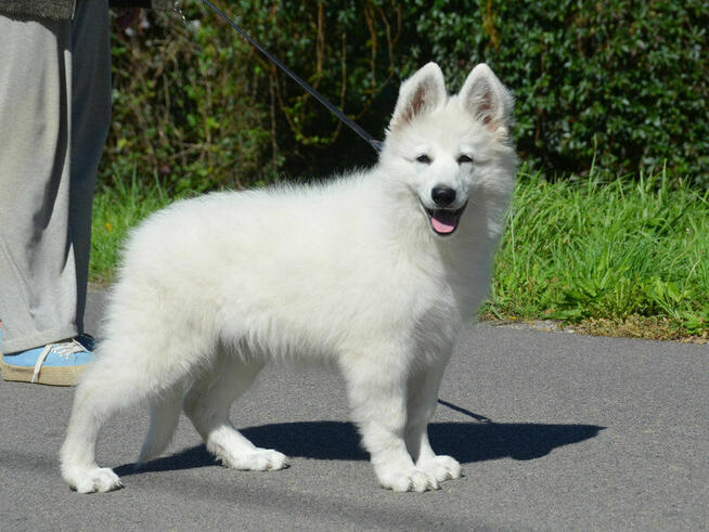 Biały Owczarek Szwajcarski