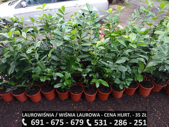Sadzonki - Laurowiśnia / Wiśnia Laurowa Novita