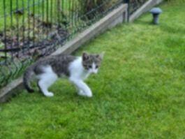 Alarm!! ok 2 let.mama i 5 ok 3 mcz.kocurków czeka na ratunek