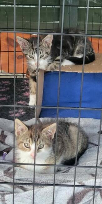 Alarm!! ok 2 let.mama i 5 ok 3 mcz.kocurków czeka na ratunek