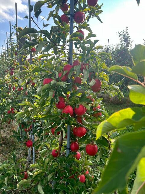 Praca przy zbiorach jabłek od zaraz