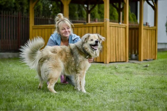 Bambosz- średniej wielkości kremowy pies do adopcji