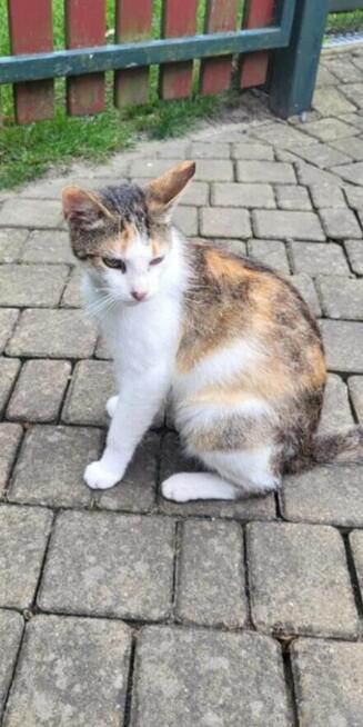 Alarm!! ok 2 let.mama i 5 ok 3 mcz.kocurków czeka na ratunek