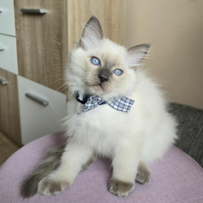 Rasowy kot Ragdoll