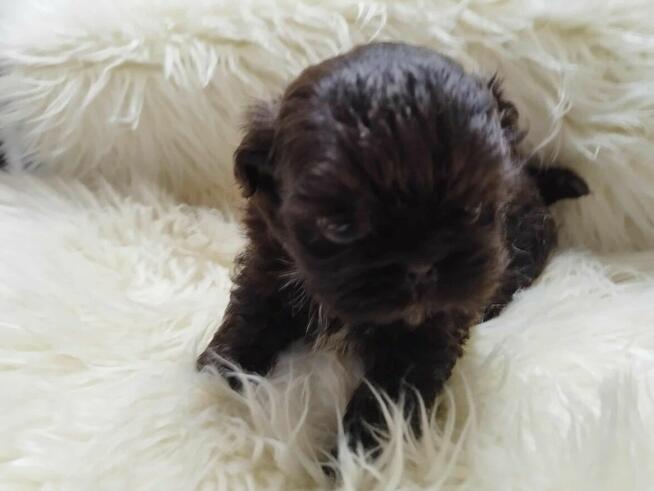 *** Shih Tzu Czekoladowe Pieski Po Malutkich Rodzicach ***