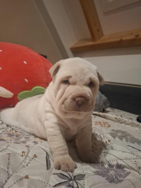 Witam serdecznie, sprzedam szczeniaki rasy Shar pei