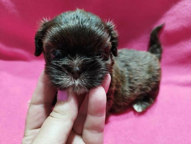 *** Shih Tzu Czekoladowe Pieski Po Malutkich Rodzicach ***