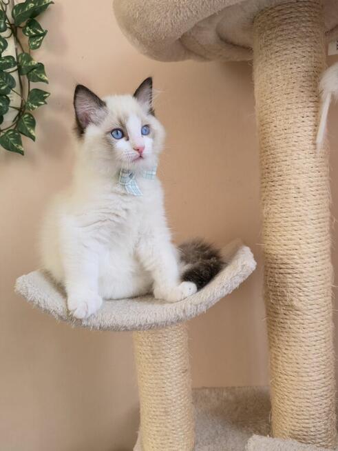 Rasowy kot Ragdoll