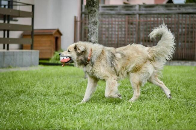 Bambosz- średniej wielkości kremowy pies do adopcji