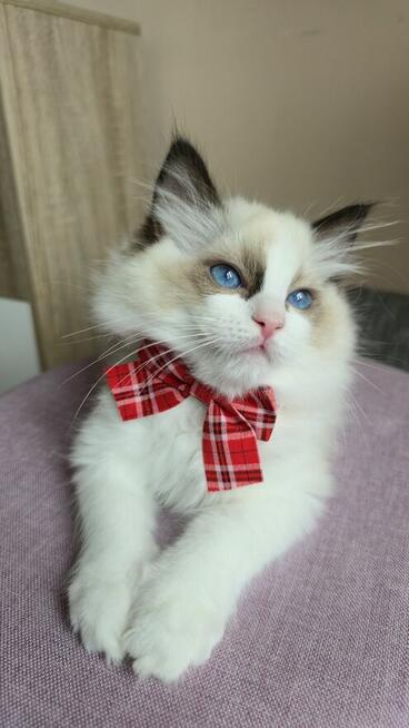 Rasowy kot Ragdoll