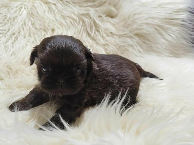*** Shih Tzu Czekoladowe Pieski Po Malutkich Rodzicach ***