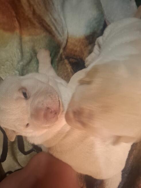 Witam serdecznie, sprzedam szczeniaki rasy Shar pei