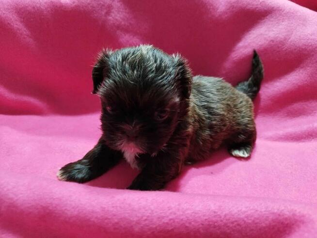 *** Shih Tzu Czekoladowe Pieski Po Malutkich Rodzicach ***