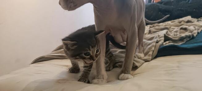Kociaki na sprzedaż – Sphynx i metis