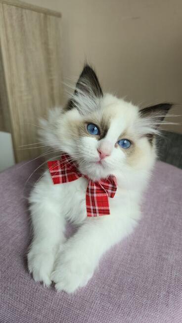 Rasowy kot Ragdoll