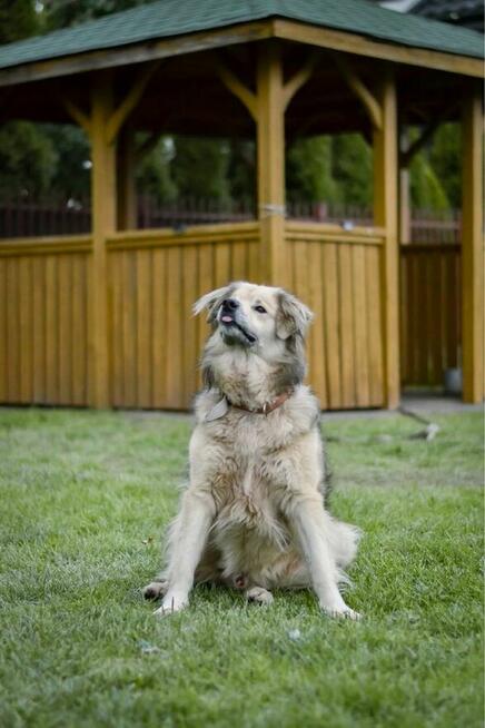 Bambosz- średniej wielkości kremowy pies do adopcji