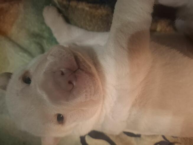 Witam serdecznie, sprzedam szczeniaki rasy Shar pei