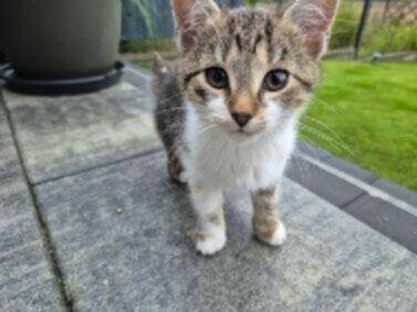 Alarm!! ok 2 let.mama i 5 ok 3 mcz.kocurków czeka na ratunek