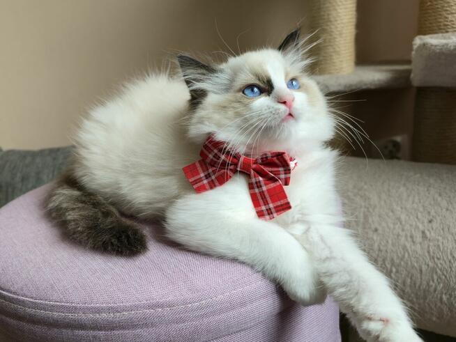 Rasowy kot Ragdoll