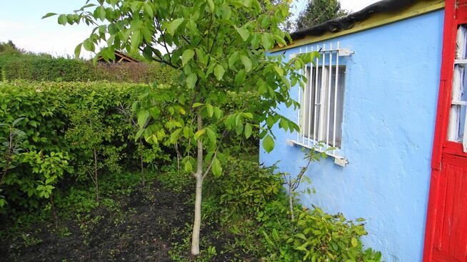 Działka ROD 448m2 w Pile Różyckiego