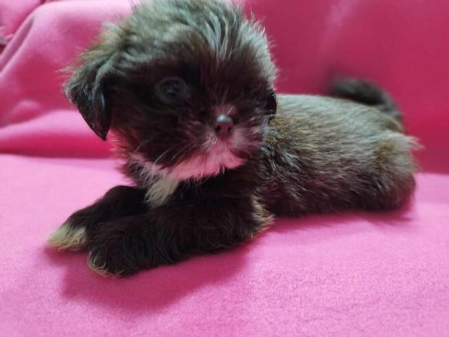 *** Shih Tzu Czekoladowe Pieski Po Malutkich Rodzicach ***