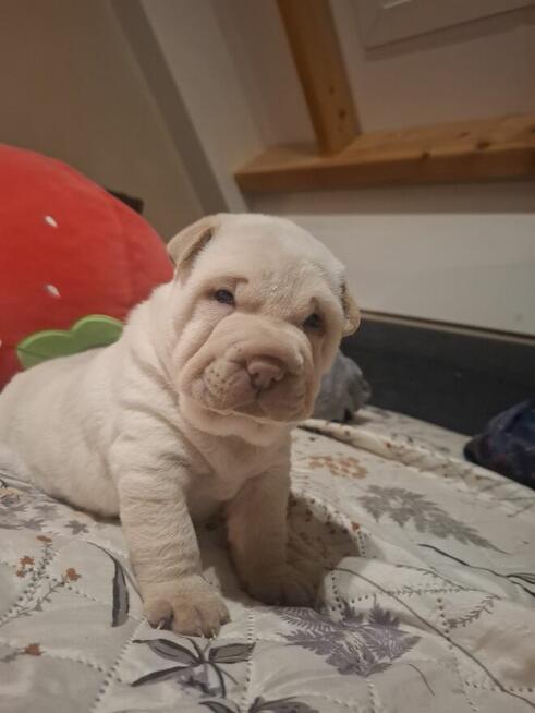 Witam serdecznie, sprzedam szczeniaki rasy Shar pei
