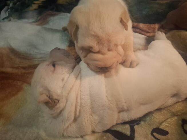 Witam serdecznie, sprzedam szczeniaki rasy Shar pei