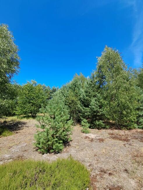 Działka budowlana o powierzchni 1686 m2, Prażuchy Nowe