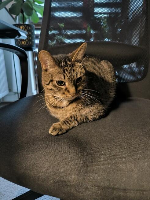 Kot szuka nowego domu