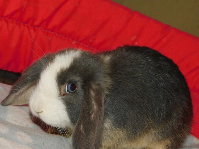 Niebiesko - biały samczyk mini lop