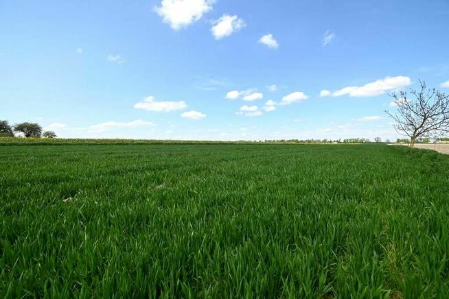 działka budowlana/inwestycyjna 13,14 ara (1314 m2) w Podolu