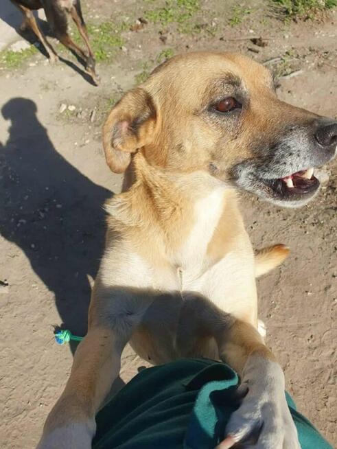 Kochana proludzka sunia poleca się do adopcji