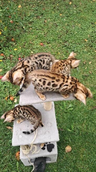 Koty Bengalskie hodowliane