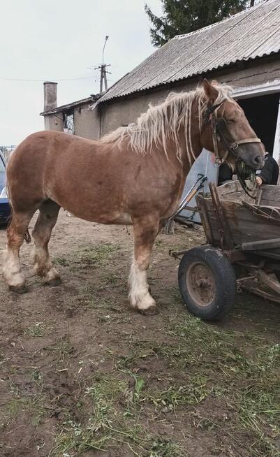 Sprzedam klacz zimnokrwistą