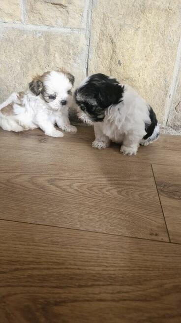 Sunia I piesek shih tzu