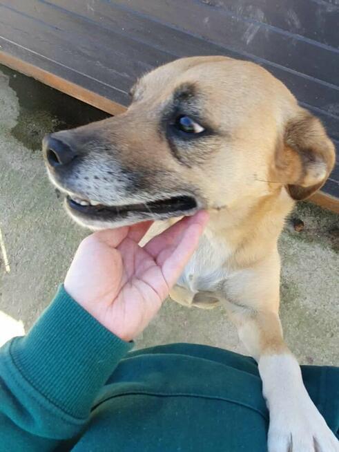 Kochana proludzka sunia poleca się do adopcji