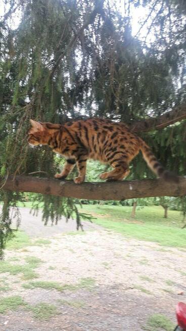 Koty Bengalskie hodowliane