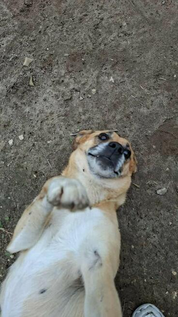 Pogodna sunia kochająca bezgranicznie ludzi szuka domu