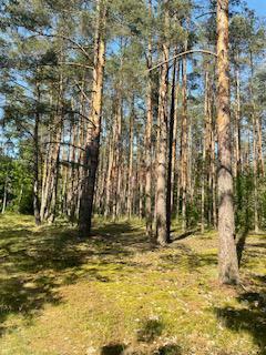 Dom Jabłonka Stara gm. Miedzichowo, Jabłonka Stara
