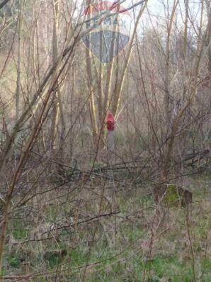 Działka Leśna w Radomiu -inwestycyjna 7307m2