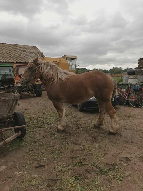 Sprzedam klacz zimnokrwistą