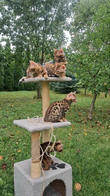 Koty Bengalskie hodowliane