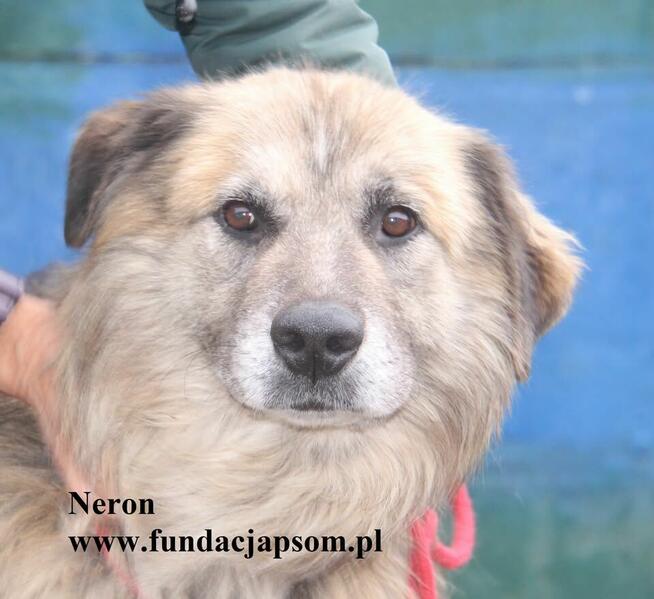 Neron