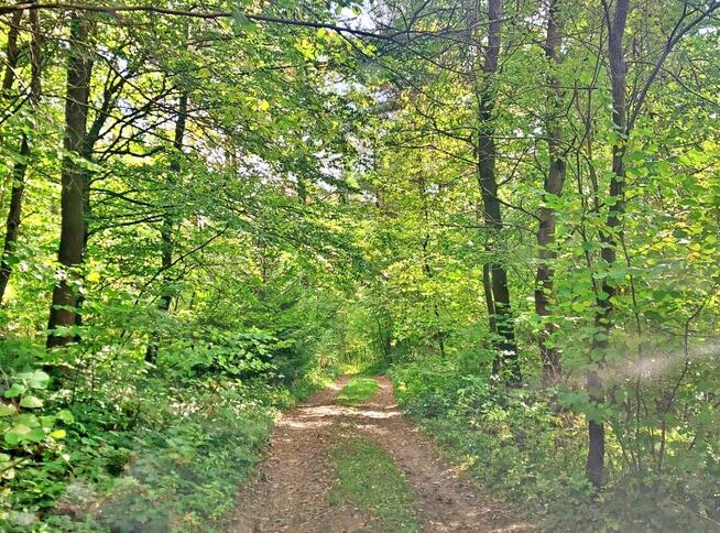 Działka w górach – Karlików, gm. Bukowsko | 2,95 ha z dojazd