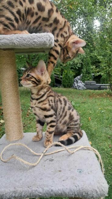 Koty Bengalskie hodowliane