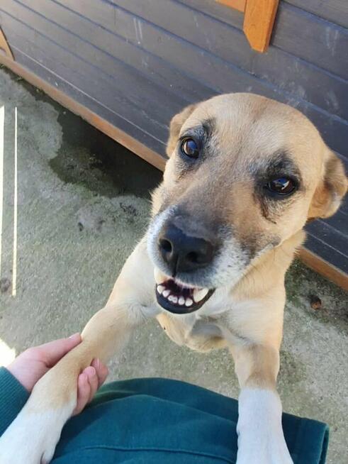 Kochana proludzka sunia poleca się do adopcji