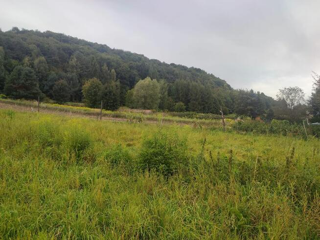 Piękne widokowe dzaiłki pod lasem