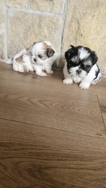 Sunia I piesek shih tzu